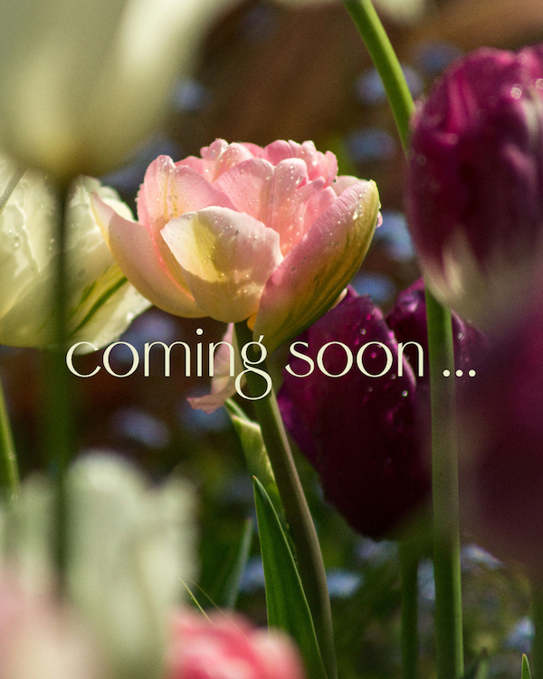 Lily's Garden Collections